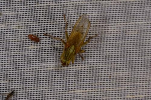 Scathophaga stercoraria